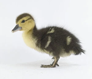 Animals Metal Print Collection: Fluffy black and yellow duckling