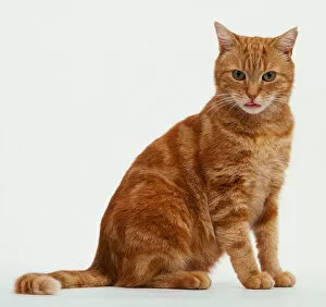 Shorthaired Collection: Ginger tabby cat sitting up - side view