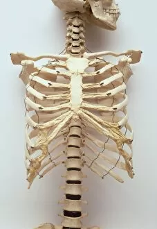 Skeletal System Collection: Human rib cage, jaw bones, neck vertabrae leading to sternum, collar bones and ribcage