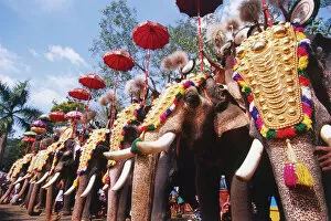 Ceremonies Collection: India, Kerala, row of elephants decorated with golden headdress and umbrella for the Pooram Festival