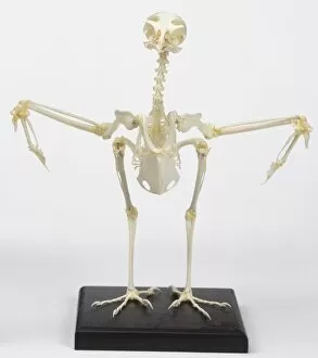 Science and Technology Metal Print Collection: Kestrel skeleton with wings out to sides, front view
