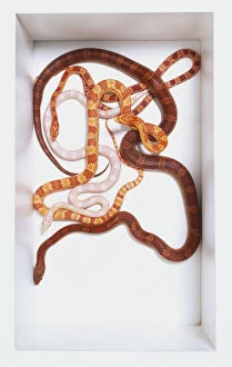 Animals Premium Framed Print Collection: Overhead view of three Corn Snakes coiled around each other, one being a Snow Corn Snake