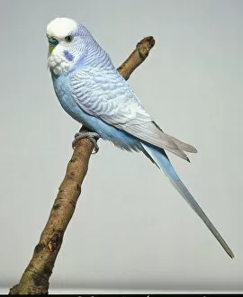 Pet Care Collection: Rare grey wing budgie with blue belly seen from side on a twig