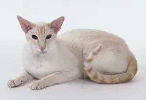 Shorthaired Collection: Red Tabby Point Siamese cat with white coat with a hint of apricot and clearly defined tail rings