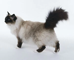Birman Jigsaw Puzzle Collection: Seal Point Birman cat walking with ears tipped slightly forward and upraised bushy tail
