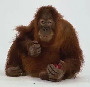 Pongo Pygmaeus Collection: Seated Orangutan eating Fruit