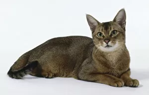 Shorthaired Collection: Usual Abyssinian cat with large pricked ears and black tipped tail, lying down