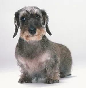 Canis Familiaris Collection: Wire-haired Miniature Dachshund (Canis familiaris) showing strong, prominent eyebrows