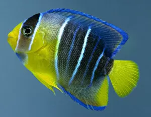 Animals Metal Print Collection: A yellow fish with grey vertical stripes and blue outlines around around the fins