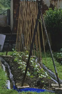 Gardening Jigsaw Puzzle Collection: Young runner beans in the early stages of growth under a bamboo stick wigwam