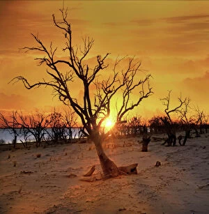 Bare Tree Collection: Australian sunset