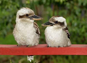 Sydney Collection: Kookaburra Couple