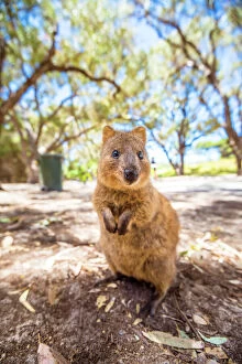 Fremantle Collection: A Quokka marsupial on Rottnest Island, Western Australia