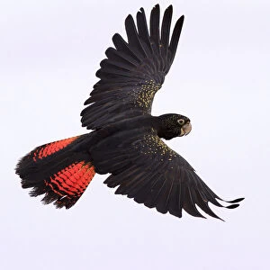 Fine art photography Premium Framed Print Collection: Red Tailed Black Cockatoo in flight