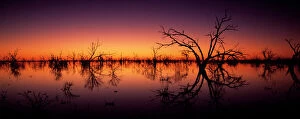 Awe Inspiring Australian Panoramas Photo Mug Collection: Stunning Australian outback sunset colours and with dead trees featured on Tandure Lake