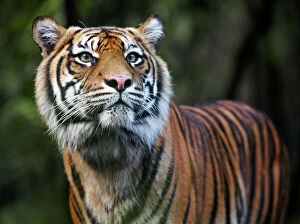 Portraits Cushion Collection: Sumatran Tiger