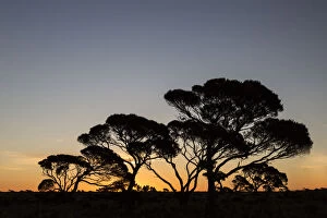 Striking Australian Sunsets Collection: Sunset on the Nullarbor, Western Australia