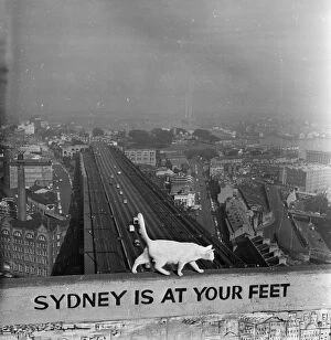 Electricity Pylon Collection: Sydney At Your Feet
