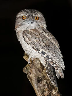 Related Images Mouse Mat Collection: Tawny frogmouth or Podargus strigoides
