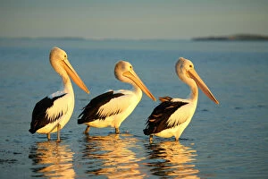 Line Collection: Threes pelicans Australia