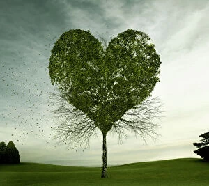 Hope Collection: Tree growing in heart-shape