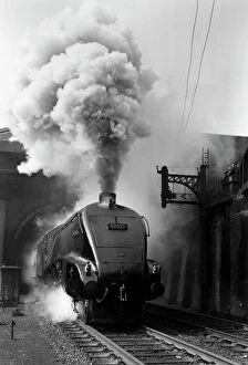 Stations Collection: Woodcock, A4 Class steam locomotive No 60029, c 1954. Locomotive billowing smoke