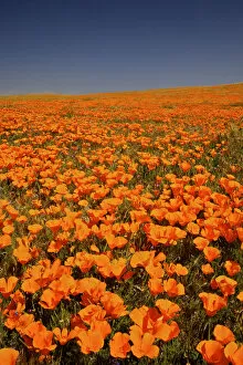 15 Apr 2010 Greetings Card Collection: abundance, antelope valley poppy preserve, beauty in nature, california, california poppy