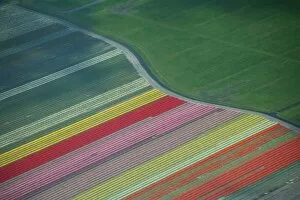 Conformity Collection: Aerial view of tulip fields in the Netherlands