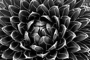 Black and white artwork Canvas Print Collection: Agave victoriae-reginae (Queen Victoria agave, royal agave)