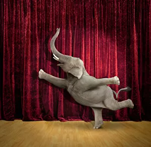 Photography Collection: agility, animals, balance, ballet, color image, concept, curtain, dancer, dancing