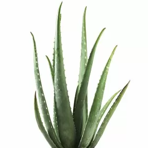 Plant Photography Pillow Collection: Aloe vera plant