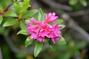 Blossoming Collection: Alpenrose, snow-rose, or rusty-leaved alpenrose -Rhododendron ferrugineum-, on Mt. Kramer or Mt
