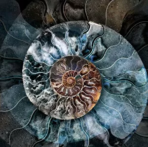 Montreal Jigsaw Puzzle Collection: Ammonite 1