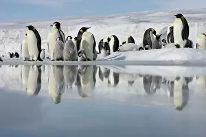 Related Images Greetings Card Collection: Antarctica, Snow Hill Island, emperor penguins on ice