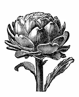 Image Created 19th Century Collection: Artichoke