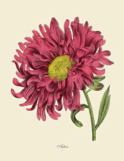 Vibrant Color Collection: Aster or Star Plant, Victorian Botanical Illustration