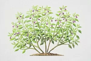 Wild Flowers Collection: Atropa belladonna, Deadly Nightshade plant