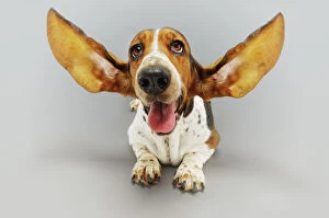Basset Hound Photo Mug Collection: Basset Hound with Outstretched Ears