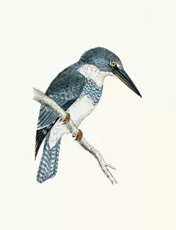 Related Images Antique Framed Print Collection: Belted kingfisher bird