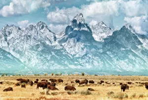 Fine art photography Premium Framed Print Collection: Bison (or Buffalo) below the Grand Teton Mountains