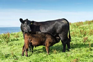 Related Images Photo Mug Collection: Black Aberdeen Angus calf suckling, with cow, Caithness, Scotland, United Kingdom, Europe