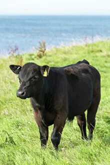 Ungulates Photographic Print Collection: Black male Aberdeen Angus calf on a pasture on the north coast of Scotland, Caithness, Scotland