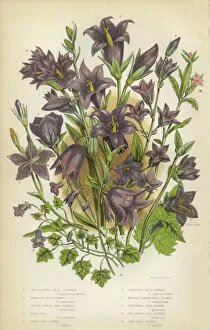 Botanical artwork Pillow Collection: Bluebells, Bell Flower, Ivy, Creeping, Victorian Botanical Illustration