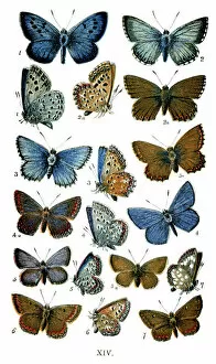 Common Blue Collection: Butterflies