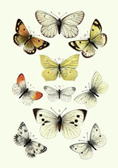 Vintage Photo Mug Collection: Butterflies, Black veined white butterfly, Brimstone, Large white