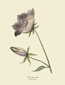 Botanical artwork Pillow Collection: Campanula or Bellflower Plant, Victorian Botanical Illustration