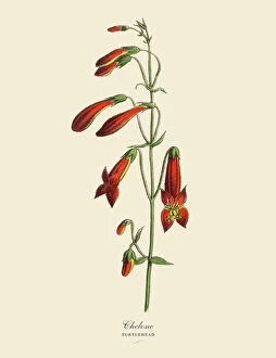Floral artwork Framed Print Collection: Chelone or Turtlehead Plant, Victorian Botanical Illustration
