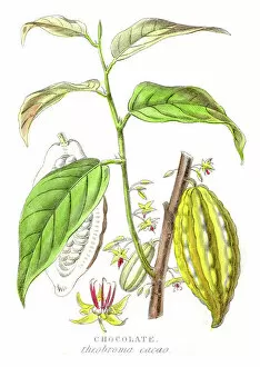 Cocoa Collection: Chocolate plant botanical engraving 1857