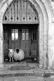 Sheep Collection: Church Sheep