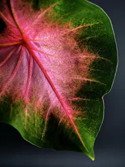 Plant Photography Fine Art Print Collection: Close Up of Caladium Agricultural Plant